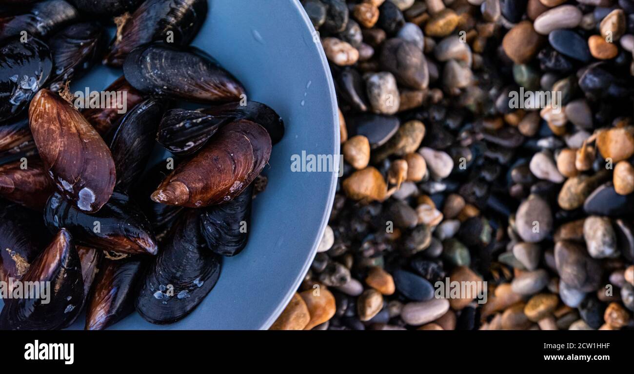 una captura fresca de mejillones en la orilla húmeda de el mar en un plato gris Foto de stock