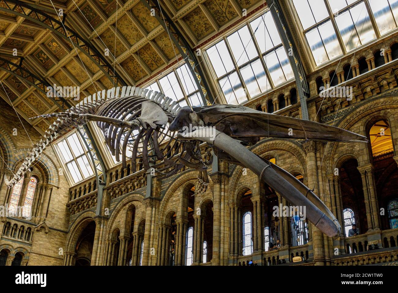 Hope, el esqueleto de la ballena azul está suspendido del techo en Hintze Hall del Museo de Historia Natural en Londres, Reino Unido. Foto de stock