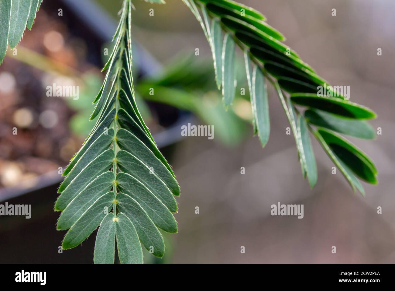 Macro vista superior de hojas similares a helechos en un pequeño maceta