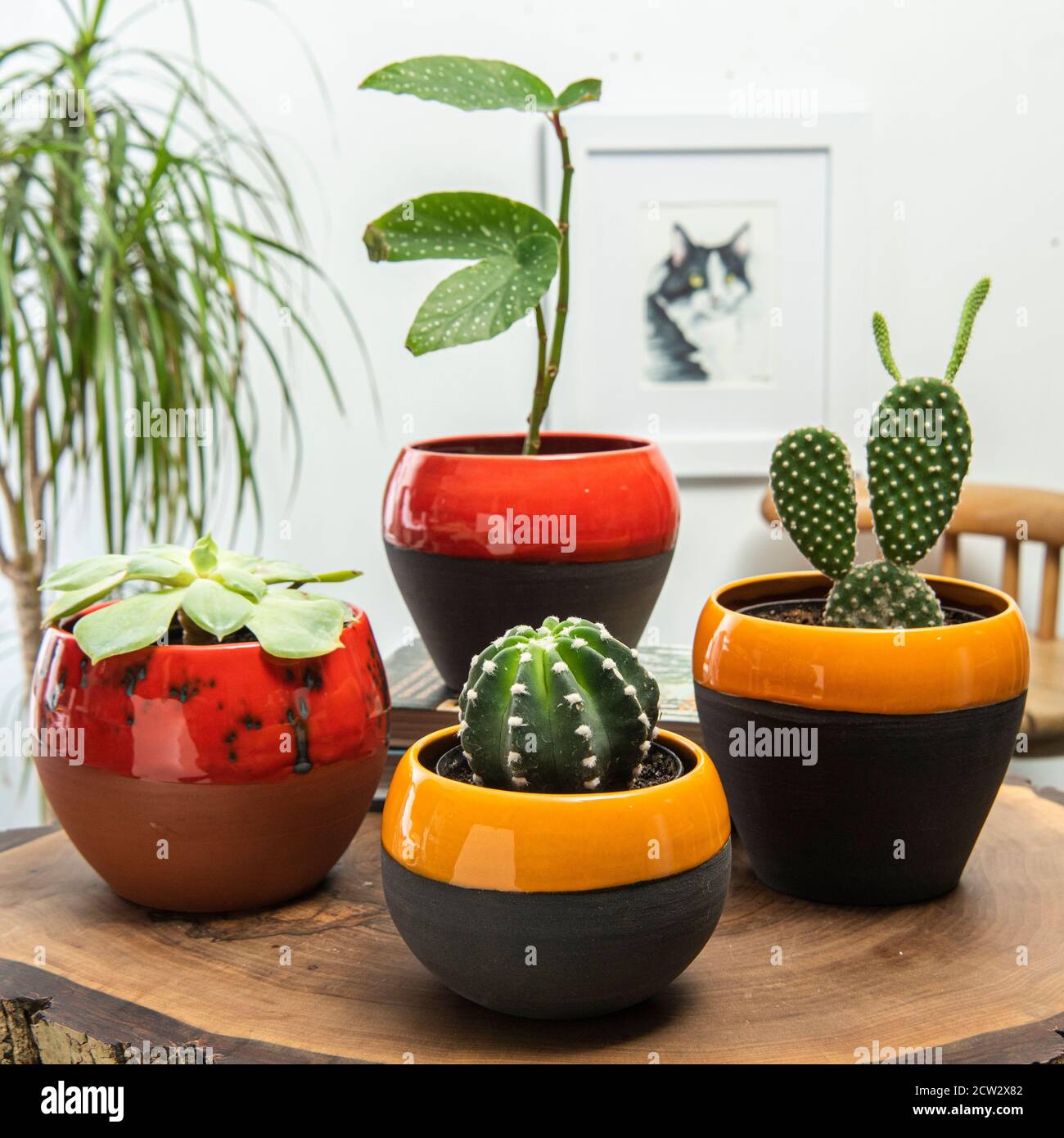 cactus y plantas en coloridas macetas de cerámica hechas a mano Fotografía  de stock - Alamy