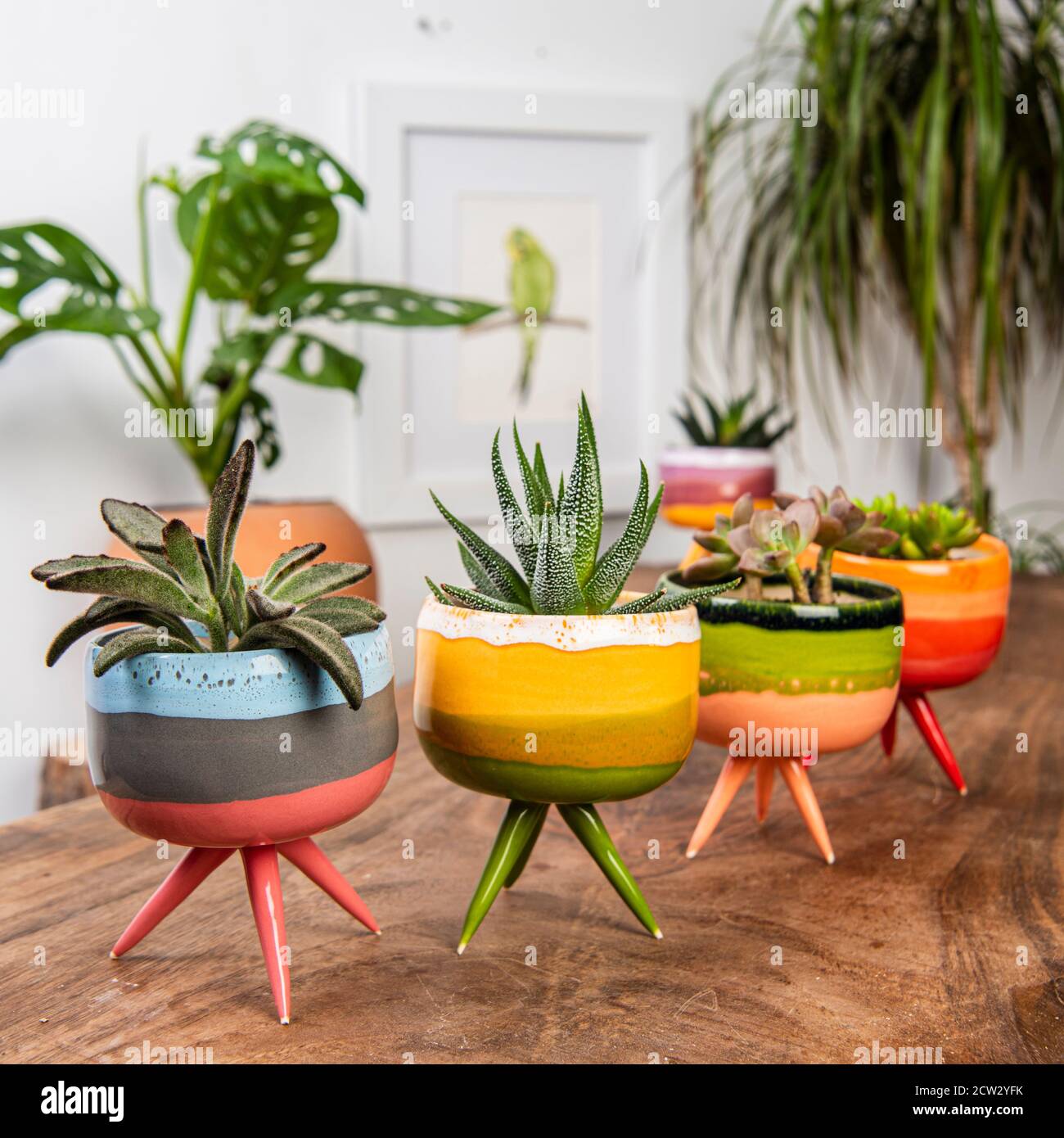 cactus y plantas en coloridas macetas de cerámica hechas a mano Fotografía  de stock - Alamy