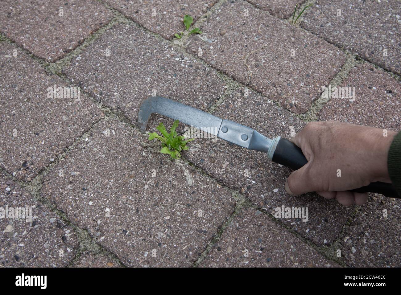 Utilizando una herramienta para limpiar las piedras de la maleza, Dinamarca, 27 de septiembre de 2020 Foto de stock