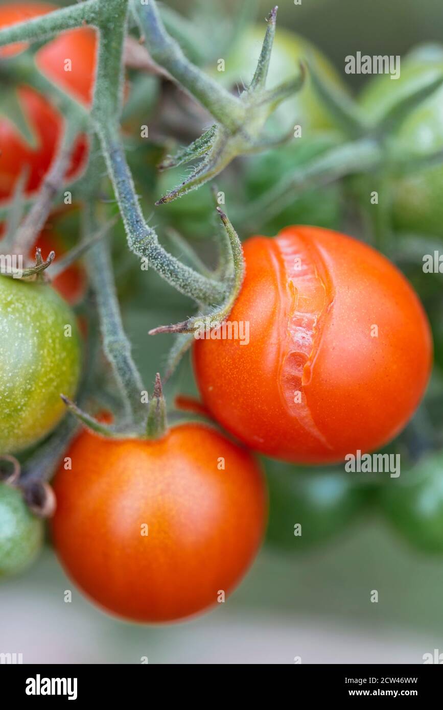 Tomate cherry agrietado en la vid. Foto de stock