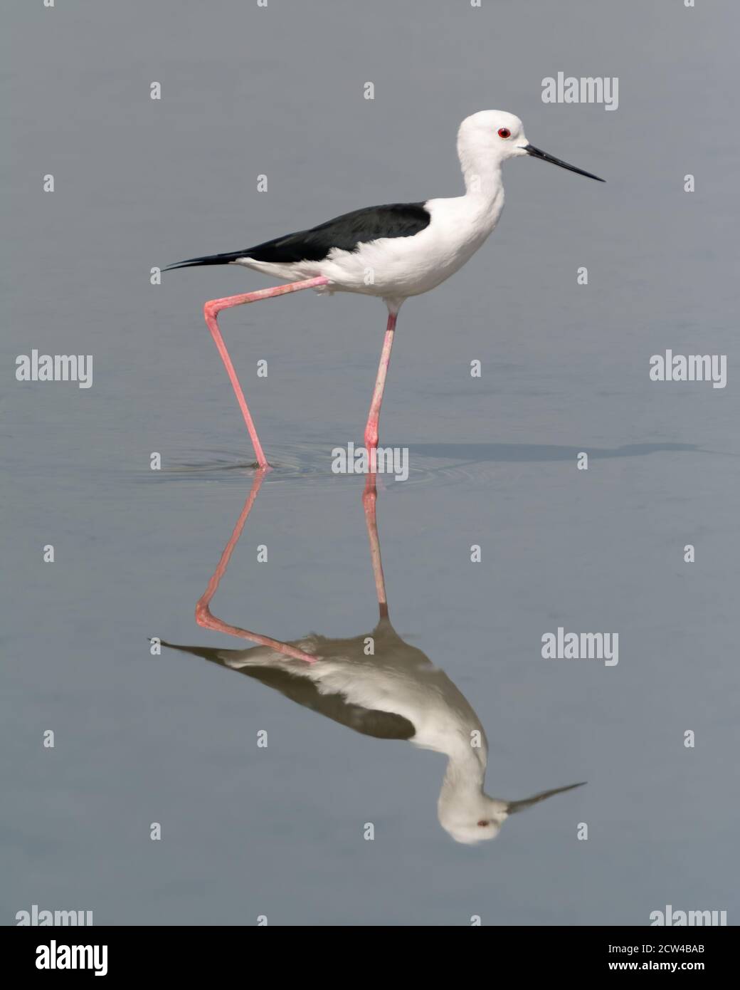 Inclinación de alas negras (Himantopus himantopus), y es un reflejo visto en las tranquilas aguas poco profundas. Foto de stock