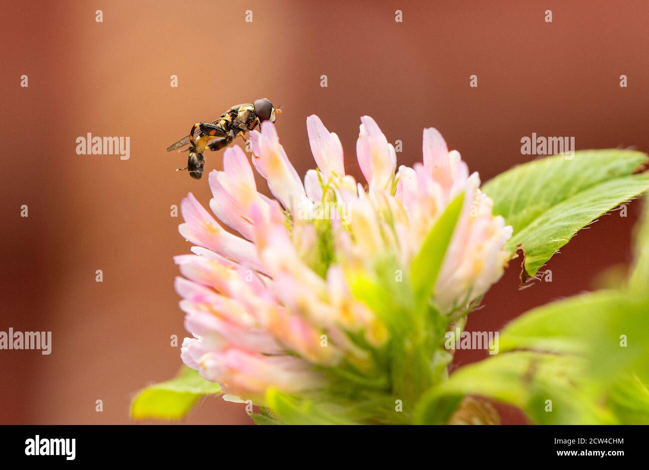Hoverfly, Inesect, encaramado en una cabeza de flor en un prado inglés, verano de 2020 Foto de stock
