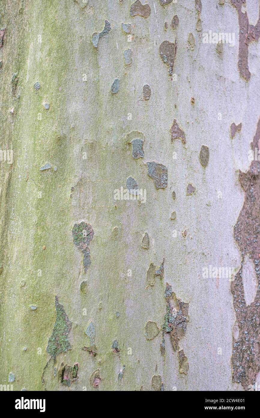 Cerca de la corteza de un árbol plano, Platanus acerifolia Foto de stock