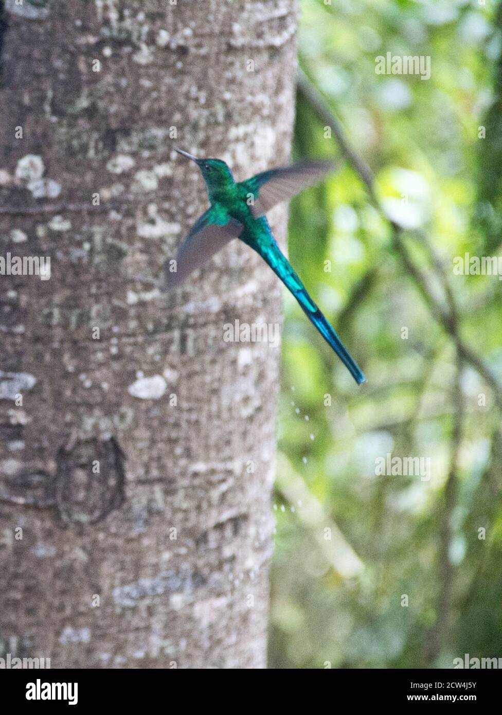 Colibrí volando en la selva pasando por un árbol en el granja colibri  Fotografía de stock - Alamy
