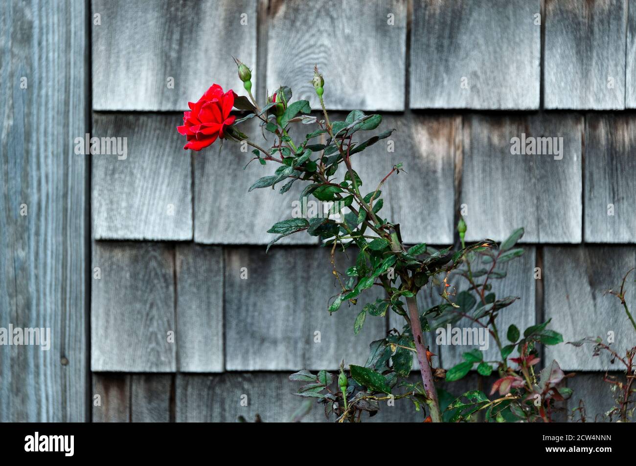 Rojo rosa creciendo contra una casa de campo envejecida. Foto de stock