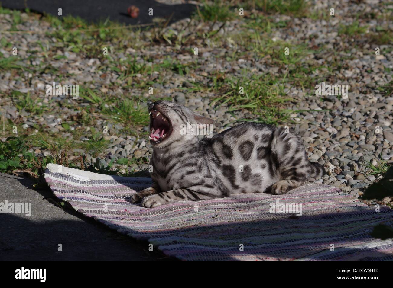 Gato de Bengala sentado en la alfombra Foto de stock