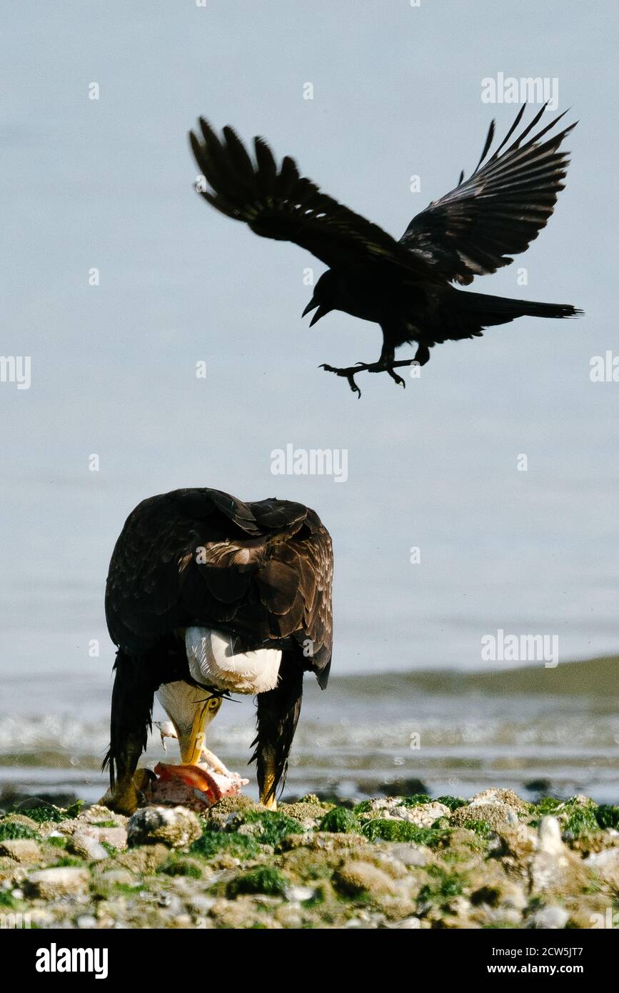 Imagen de primer plano de una pelea de cuervos de un águila calva para un  pez Fotografía de stock - Alamy