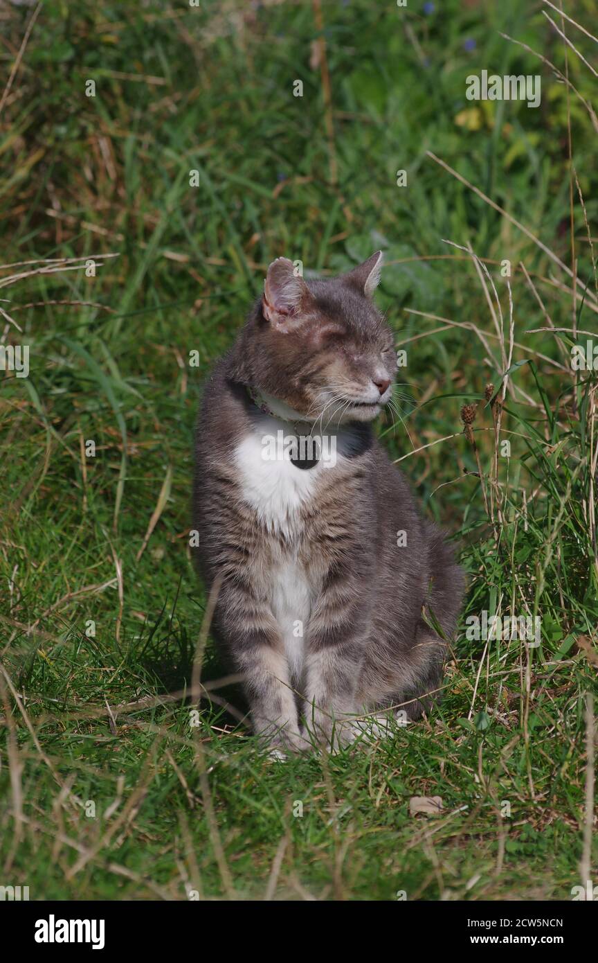 Gato de ojo único en el jardín Foto de stock