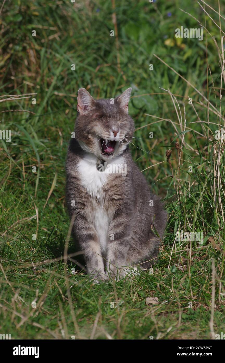 Gato de ojo único en el jardín Foto de stock