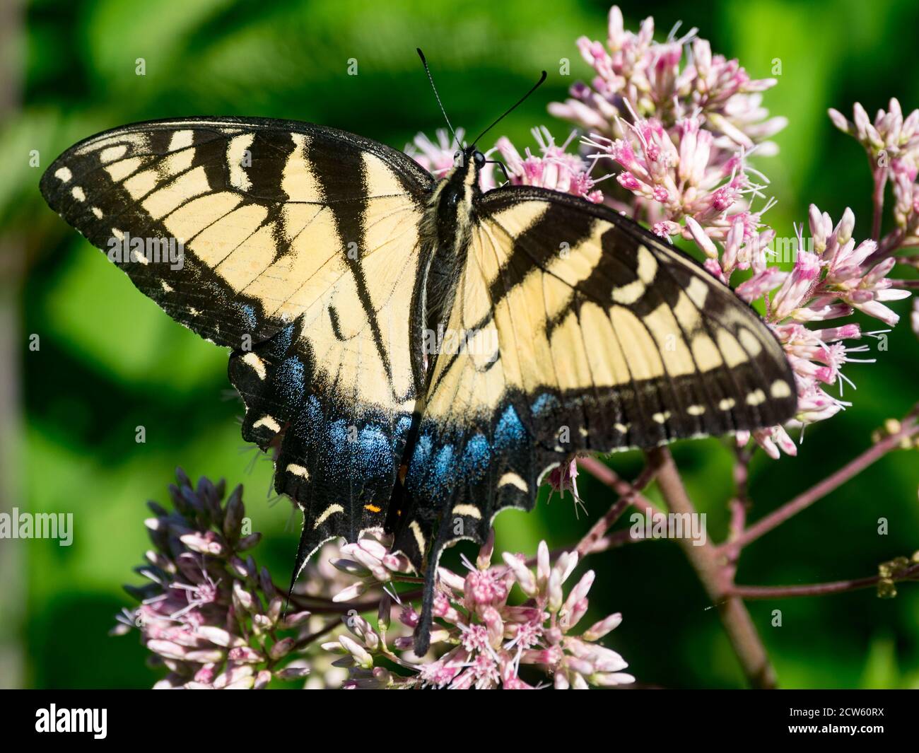 Tigres oriental de cola de cisne, Papilio Caucus, sobre Joe Pye Weed en un jardín nativo de la pradera en Ohio, EE.UU Foto de stock