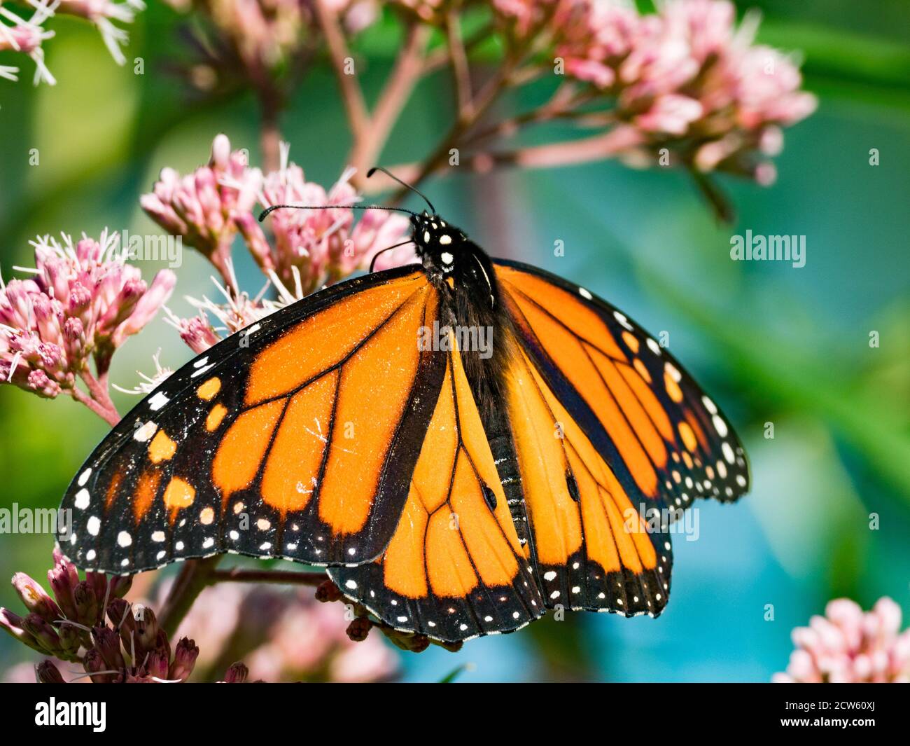 Mariposa monarca, Danaus plexippus, en una maleza Joe Pye en un jardín nativo de la pradera en Ohio, EE.UU Foto de stock