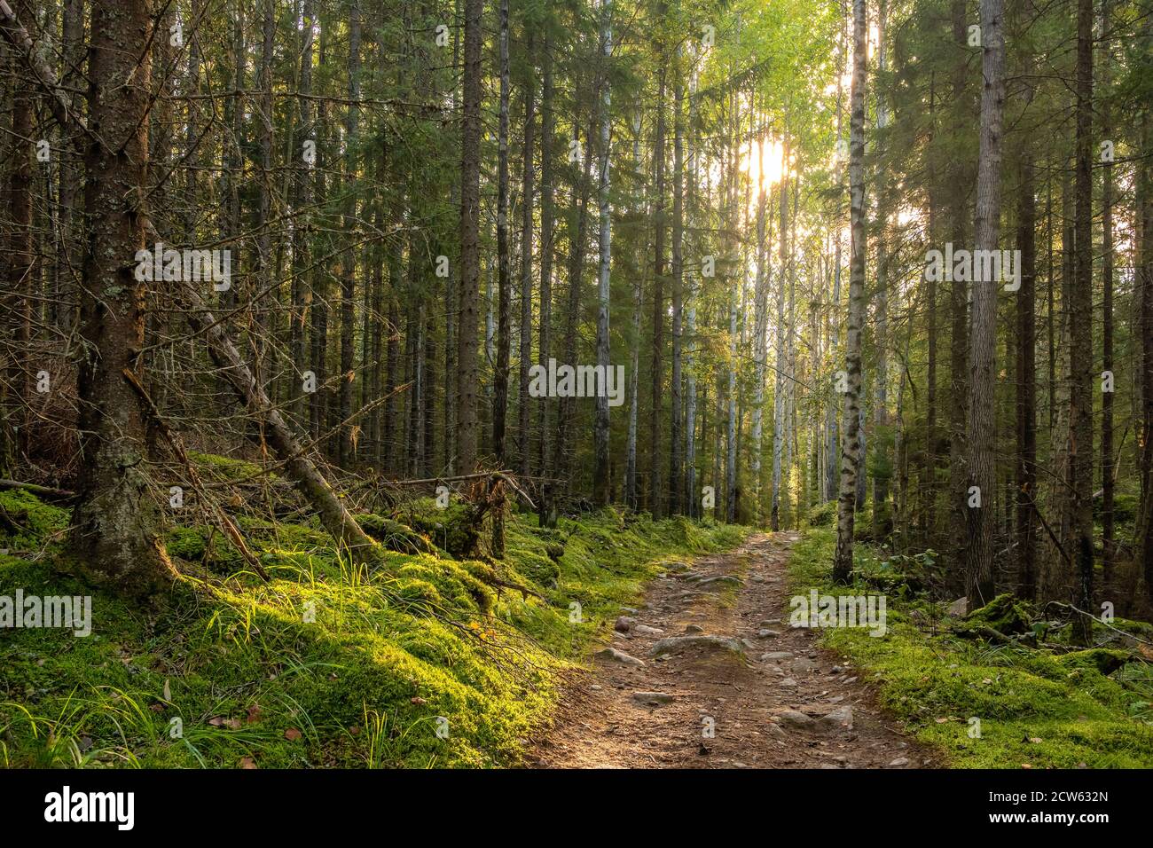 Camino a través del bosque místico de pinos y abetos con musgo verde. Foto de stock