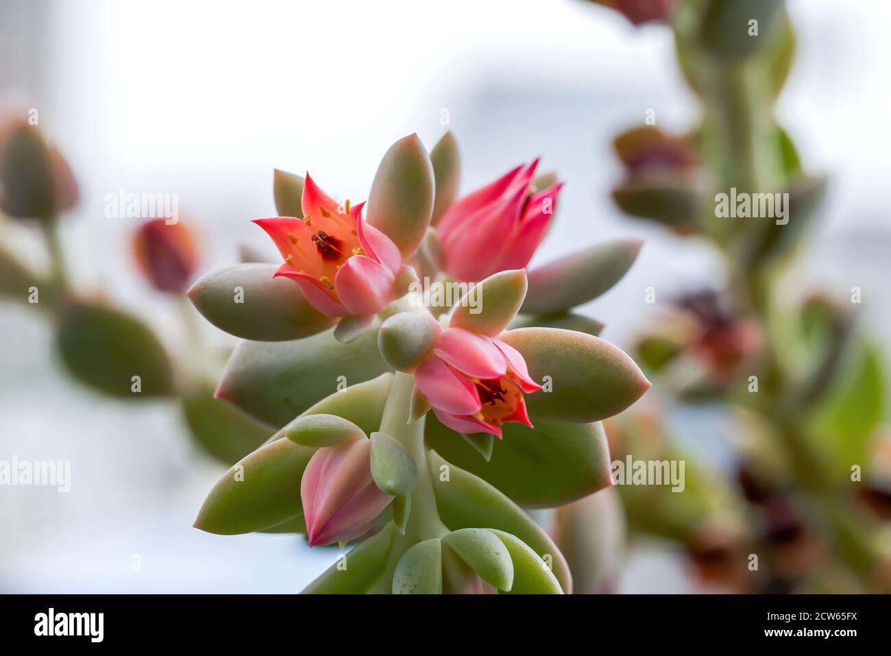 Una planta suculenta con flores rojas Fotografía de stock - Alamy