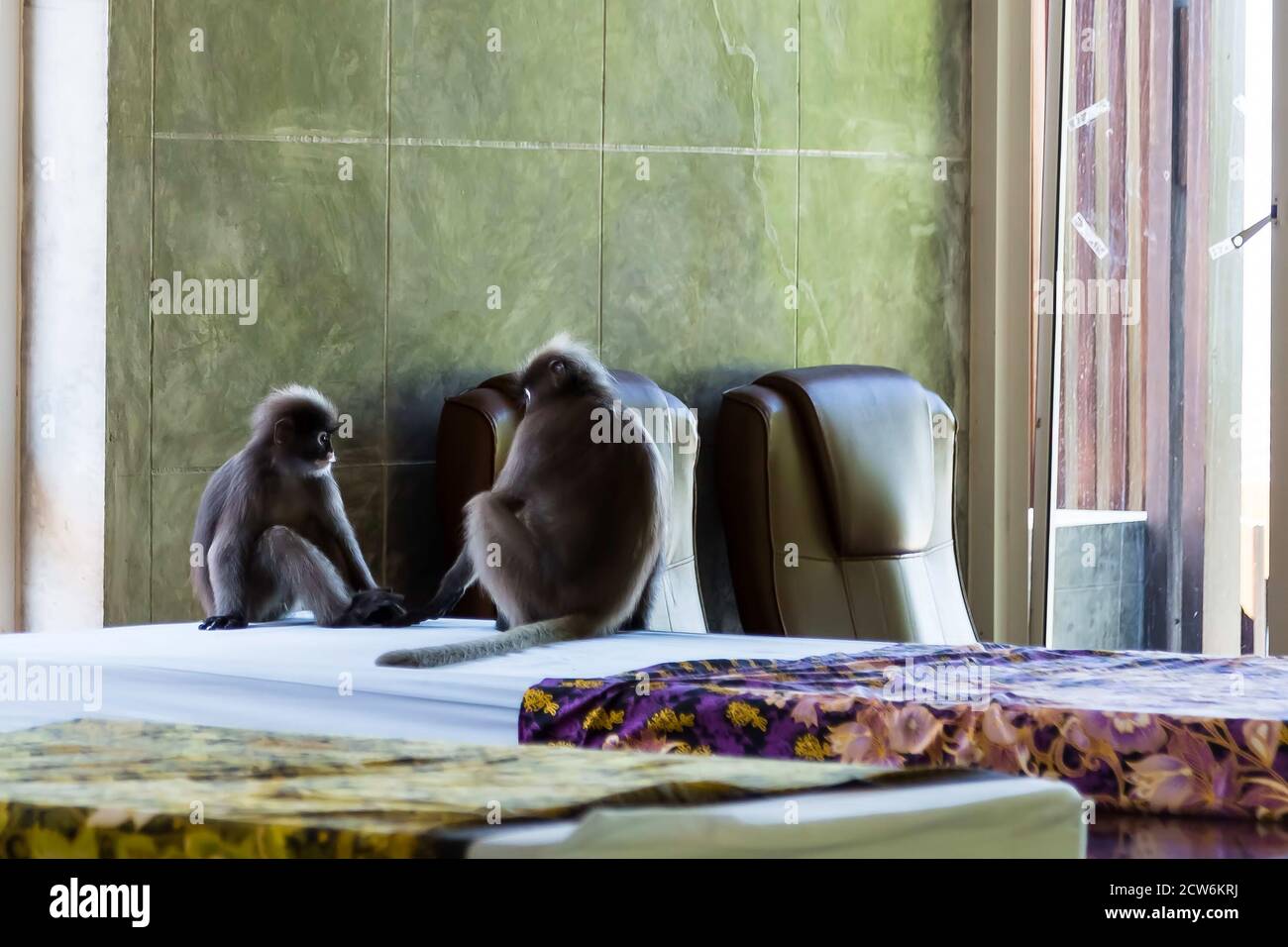 Monos relajándose en el colchón para el spa y el masaje. Dos langures grises sentados en la habitación. Foto de stock