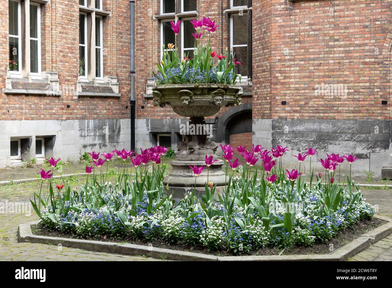 Tulipanes púrpura en el patio en Brujas Bélgica Foto de stock