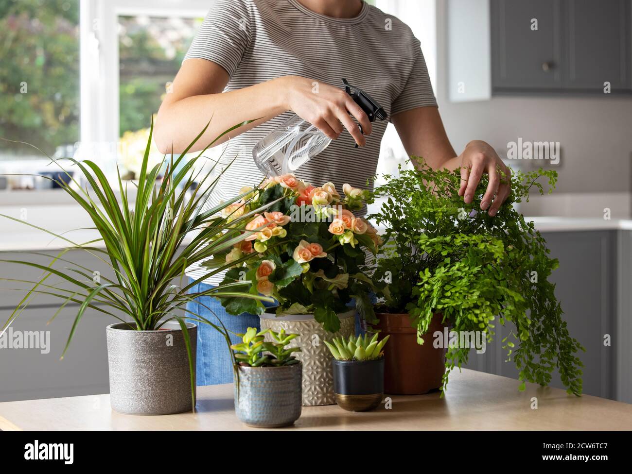 Primer plano de la mujer cuidando y regando plantas de la casa Con pulverizador Foto de stock