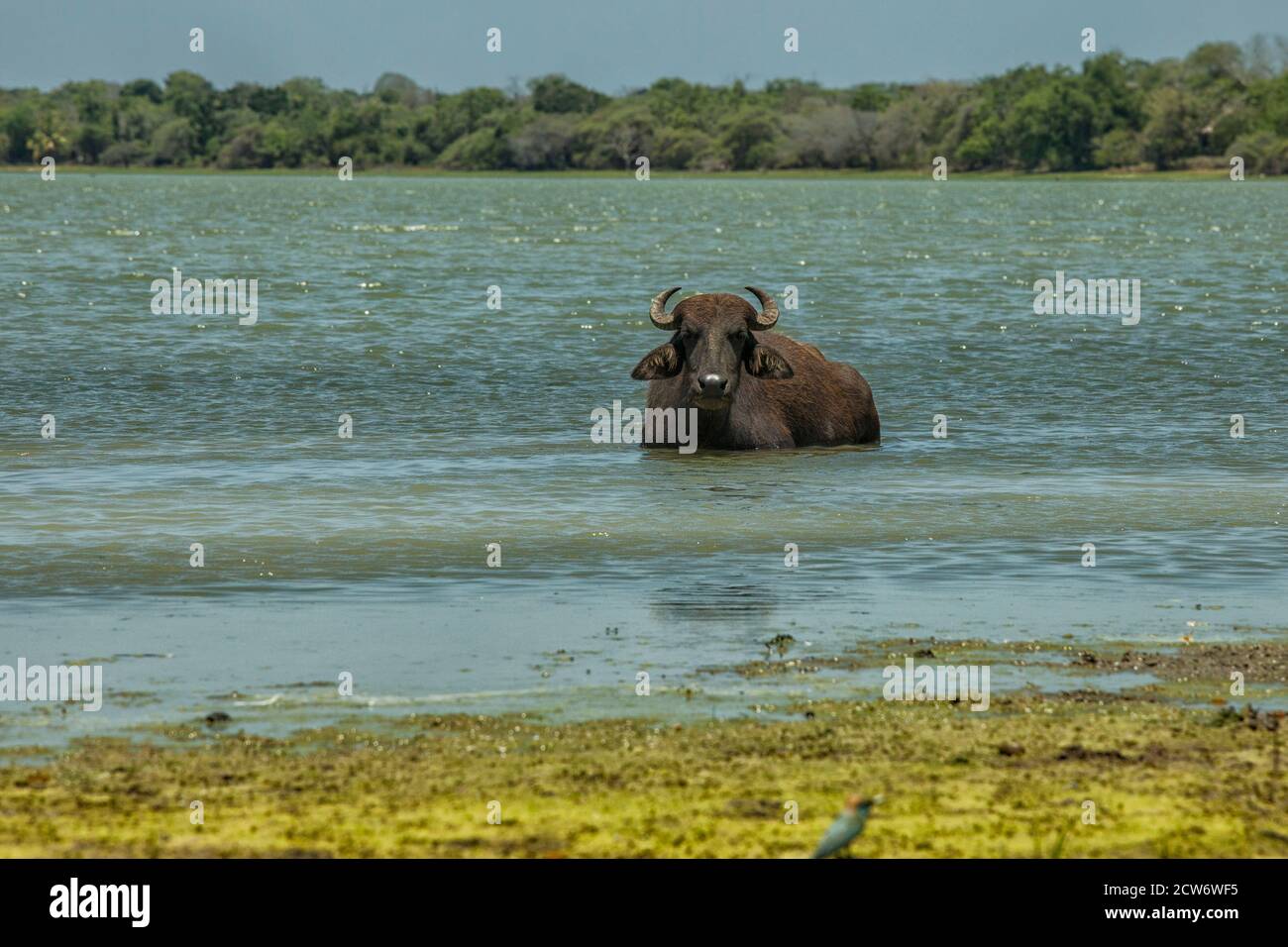 Búfalo salvaje en un lago en la isla De Sri Lanka Foto de stock