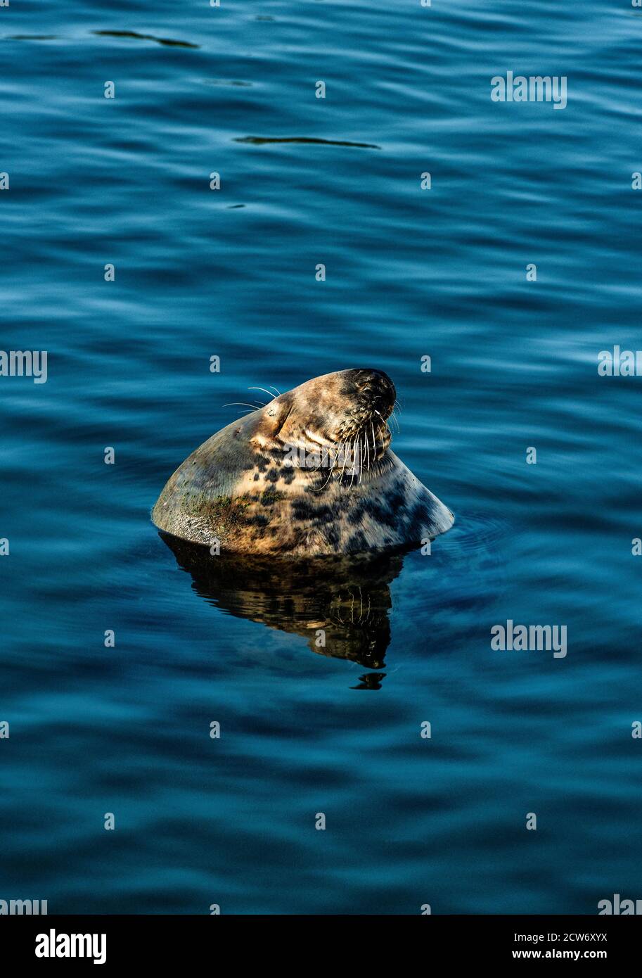 Harbor Seal Relaxing, Chatham, Cape Cod, Massachusetts, Estados Unidos. Foto de stock