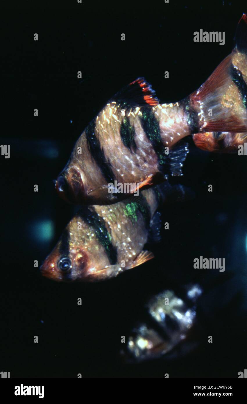 La enfermedad de los peces de punto blanco es causada por el protozoario ciliado Ichthyophthirius multifiliis, comúnmente llamado ich o ick. Foto de stock