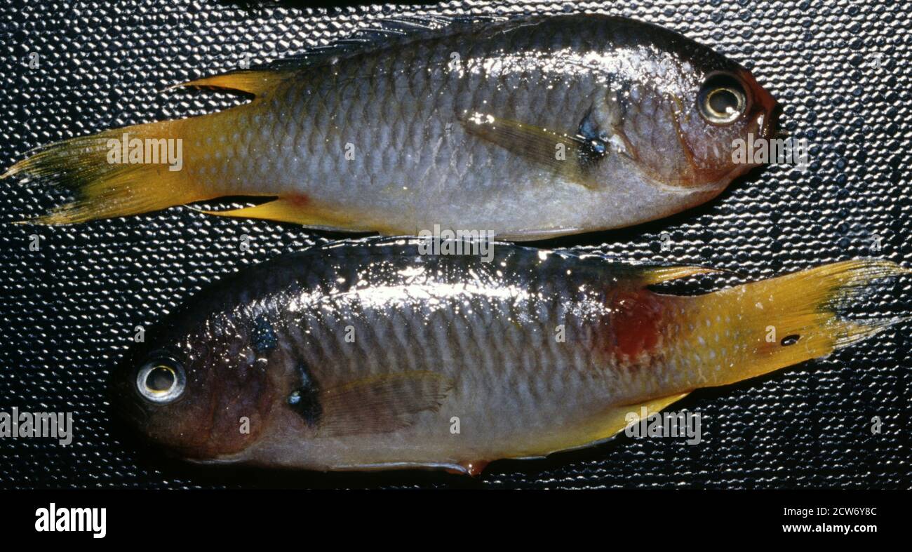 Enfermedad de los peces marinos: Úlcera causada por el protozoario parásito Uronema marinum Foto de stock