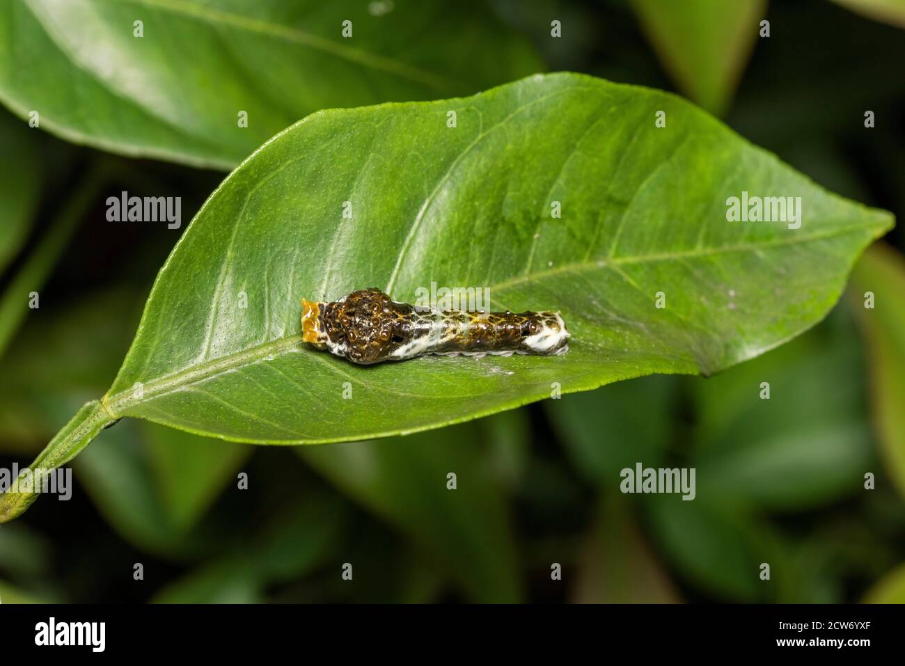 Larva de cola de cisne asiática (Papilio xuthus), sobre el árbol naranja Mikan, Ciudad de Isehara, Prefectura de Kanagawa, Japón Foto de stock