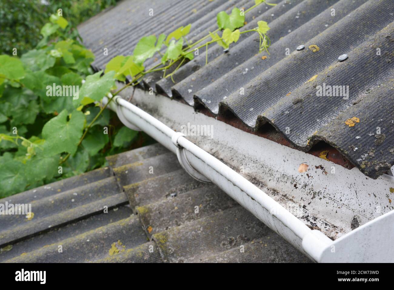 Un canalón plástico de la lluvia de un tejado del asbesto se limpia de las  hojas caídas, de la suciedad y de otros escombros para evitar que el agua  rebose del canalón