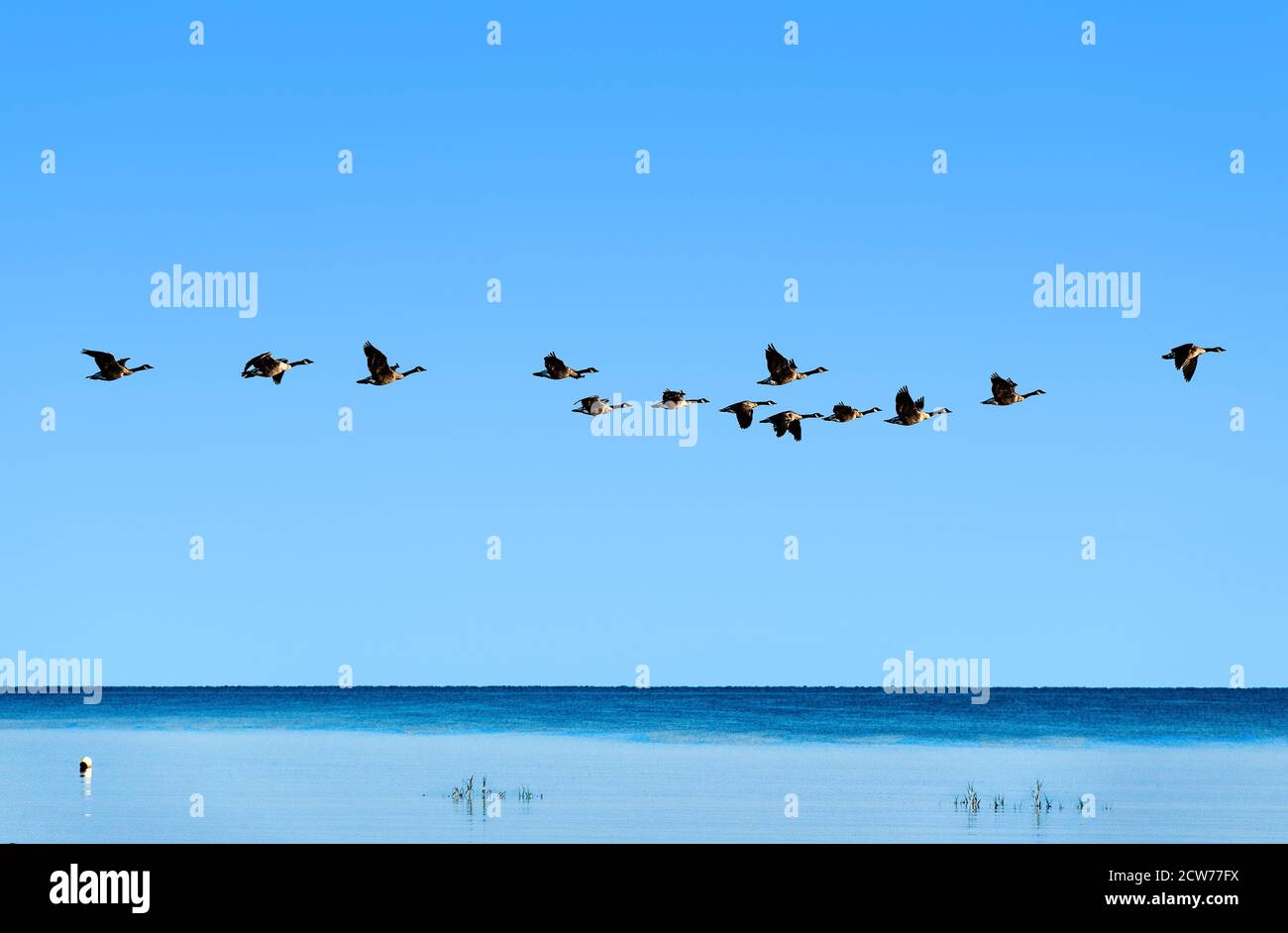 Rebaño de gansos canadienses en vuelo. Foto de stock