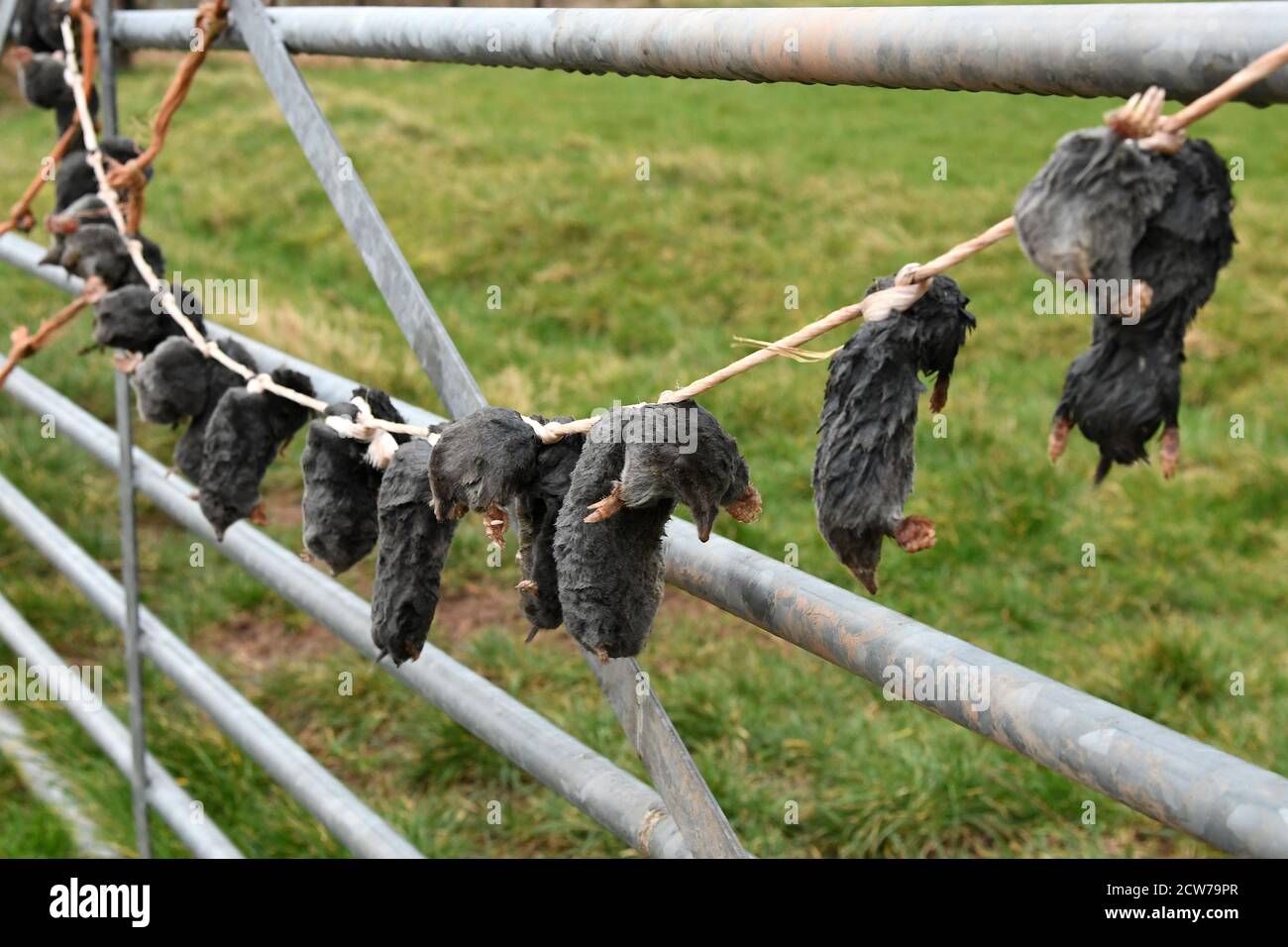 Los Moles muertos colgando de una puerta de los granjeros campo británico la agricultura Foto de stock