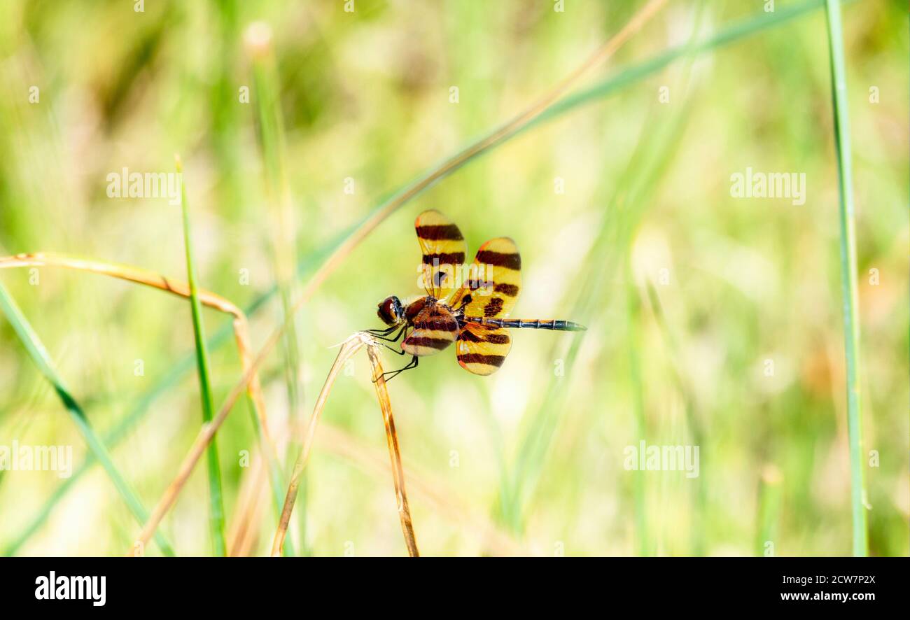 Un Pennant de Halloween (Celithemis eponina) Dragonfly encaramado en la vegetación cerca de un pequeño pantano en el este Colorado Foto de stock