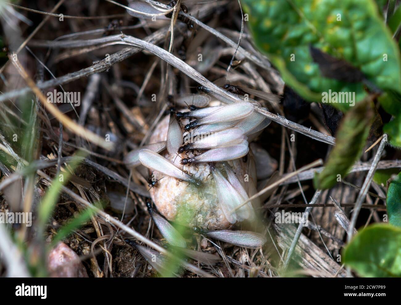 Un chándal de termitas aladas (especie Reticulitermes) Saliendo de la Tierra en Colorado Foto de stock