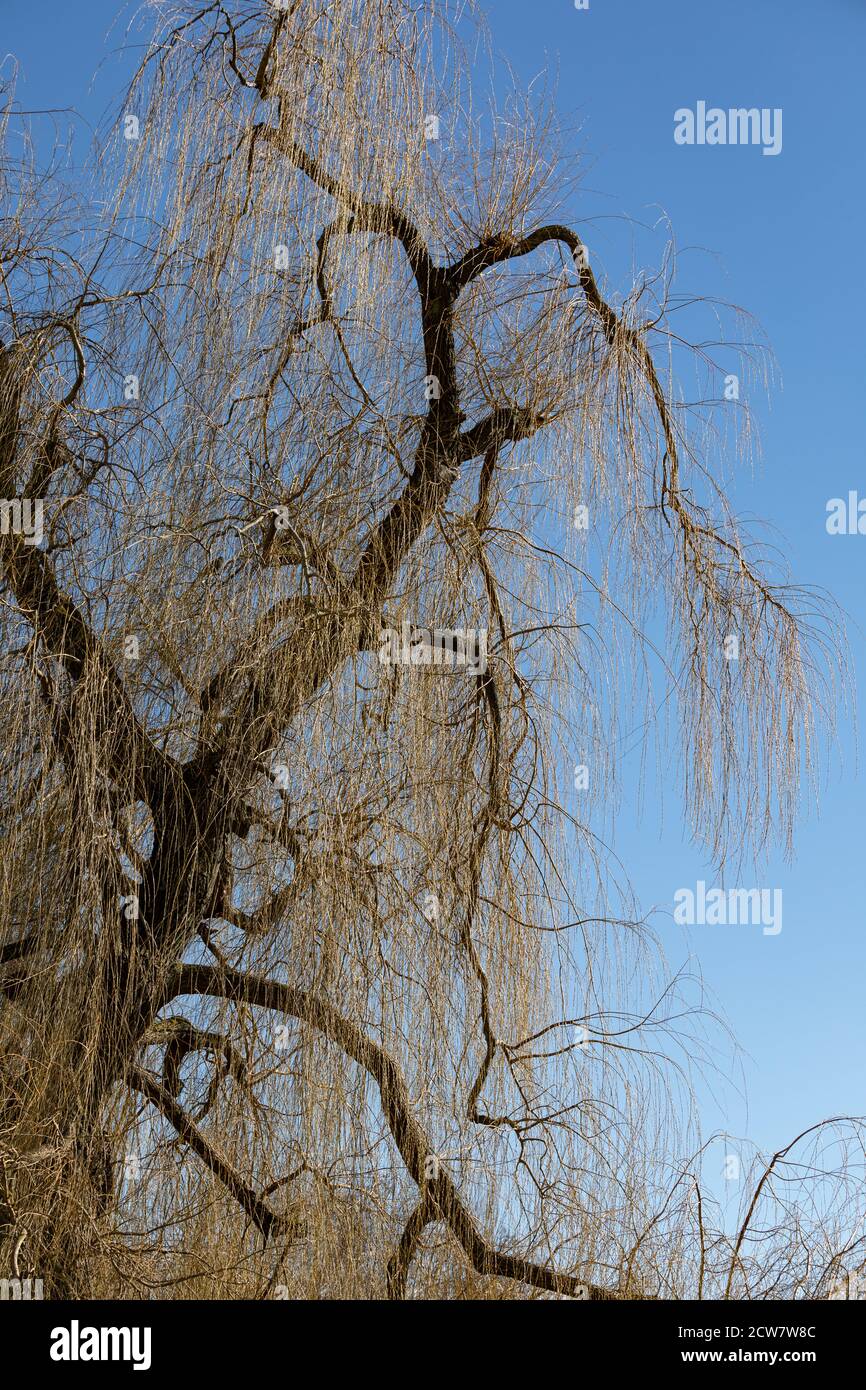 Llorando sauces llorones fotografías e imágenes de alta resolución Alamy