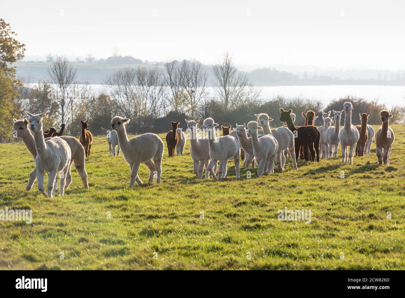 Una granja de alpacas en Warwickshire, Reino Unido Foto de stock