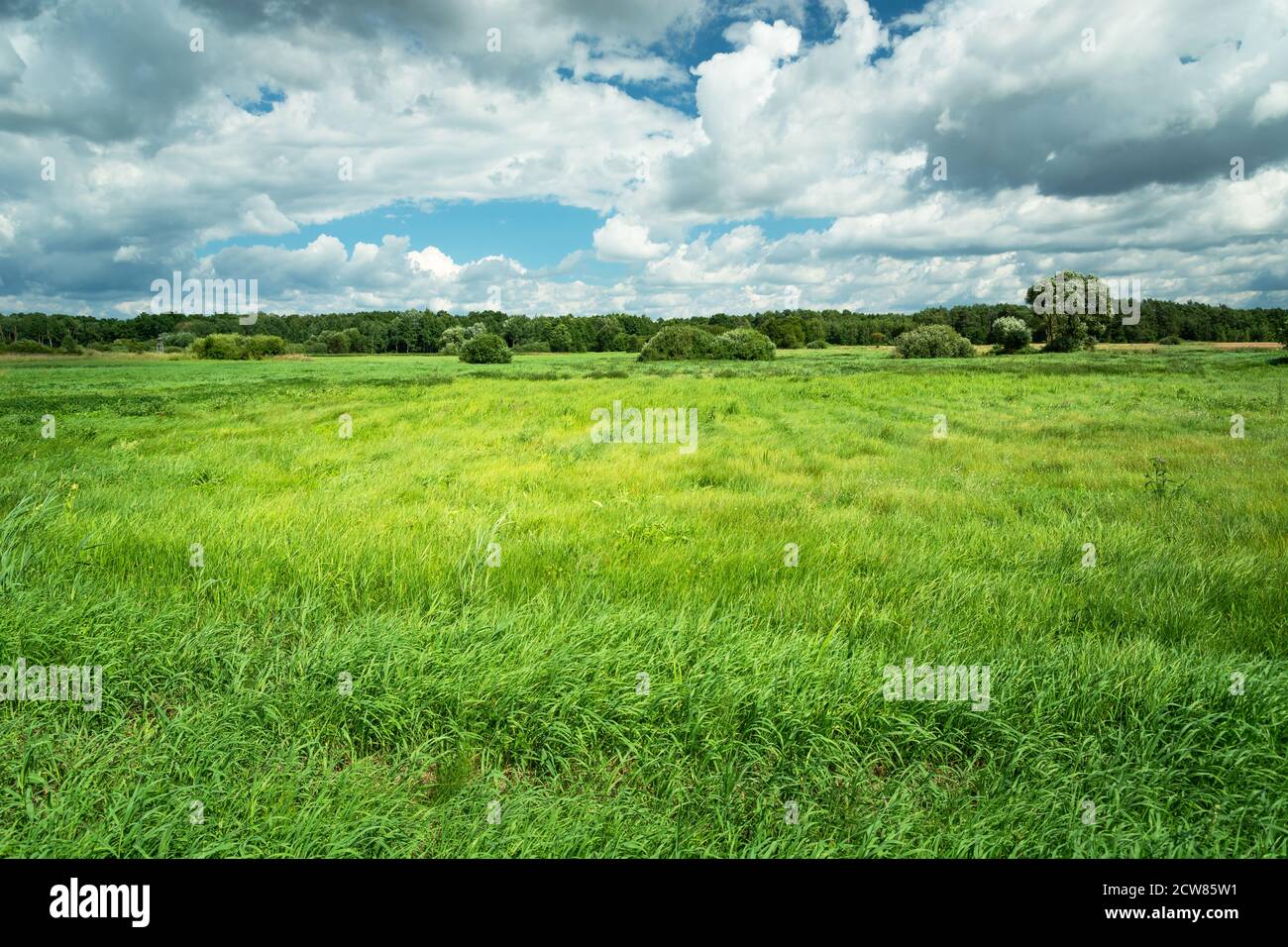Hierba verde alta en el prado y nubes en el cielo Foto de stock