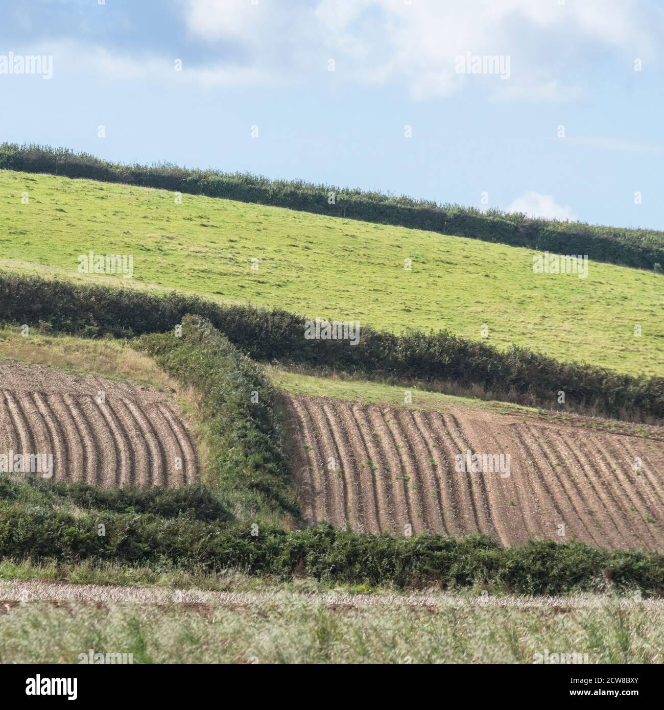 Mosaico de campos en Cornwall, con cielo azul de verano y suaves nubes. Para la agricultura y la agricultura del Reino Unido, más verde por el otro lado. Foto de stock