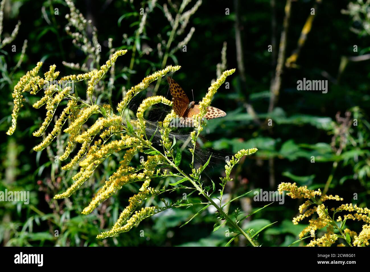 Gran mariposa madre de perla en el goldenrod canadiense Foto de stock