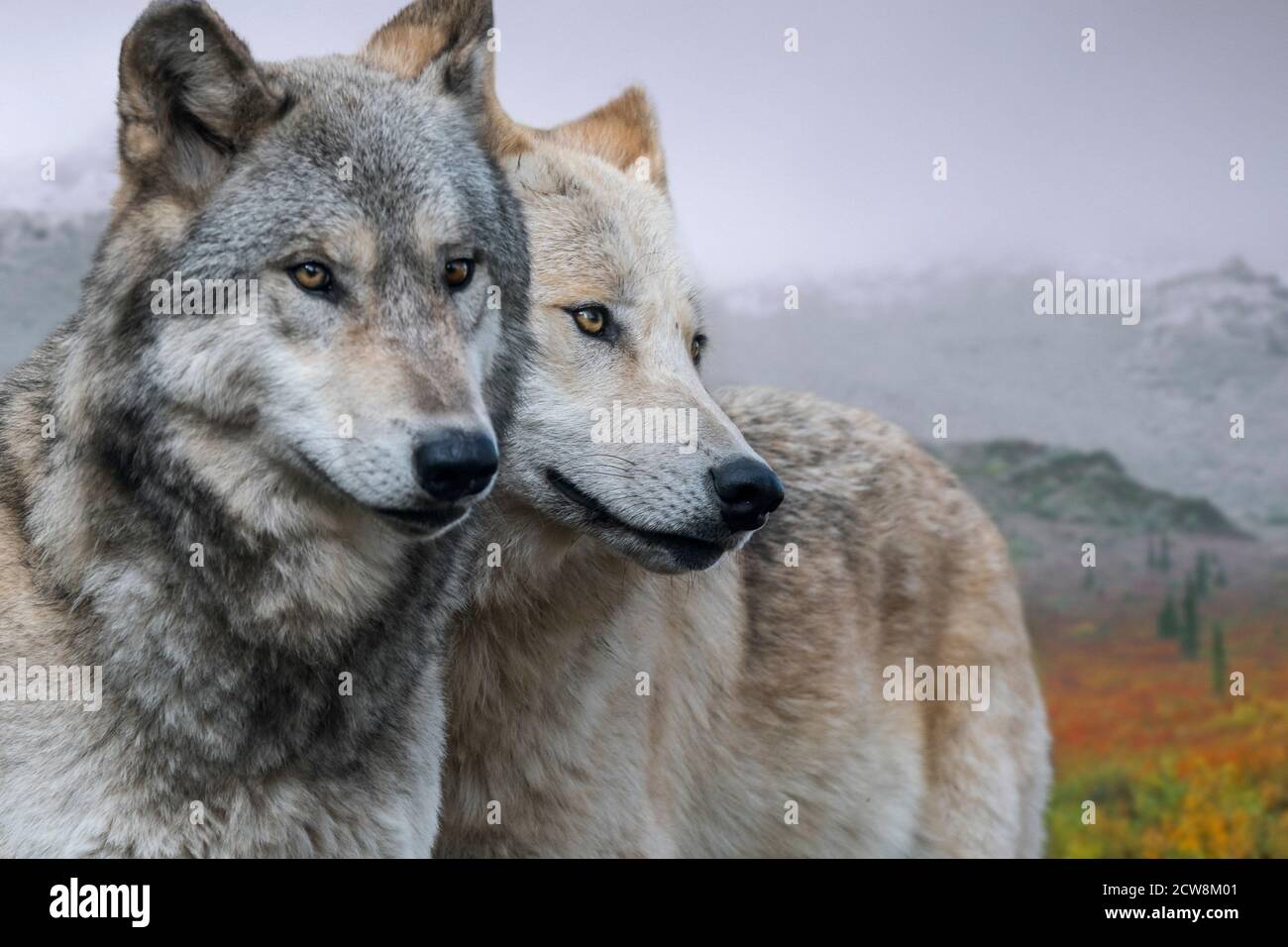 Dos lobos del noroeste / Mackenzie Valley wolves (Canis lupus occidentalis) subespecie de lobo gris nativo de Norteamérica, Canadá y Alaska Foto de stock