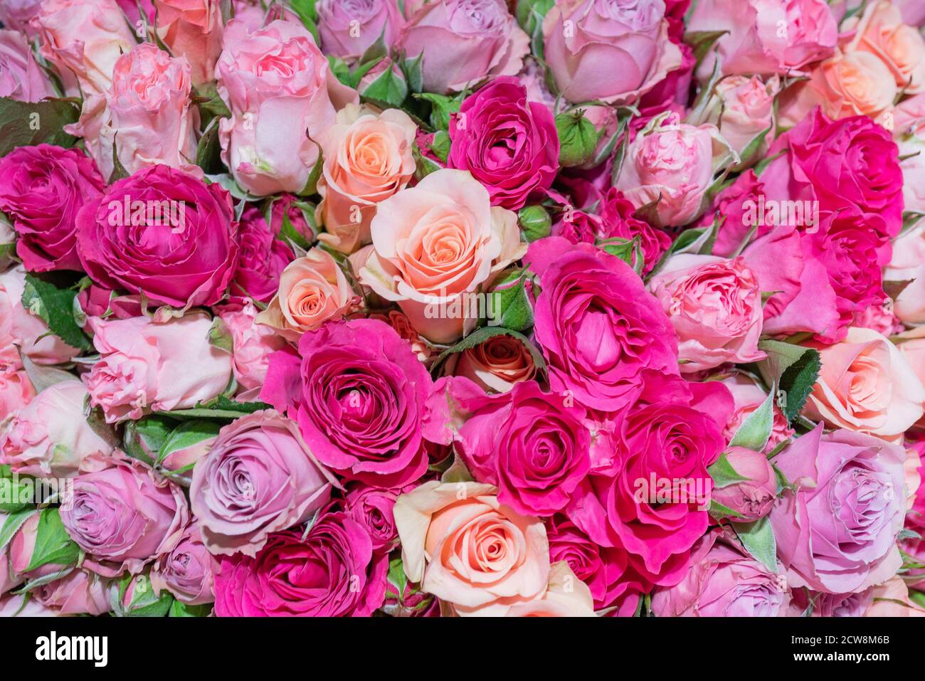 Hermosas rosas rosadas. Fondo de flores naturales. Textura de pétalos  delicados Fotografía de stock - Alamy