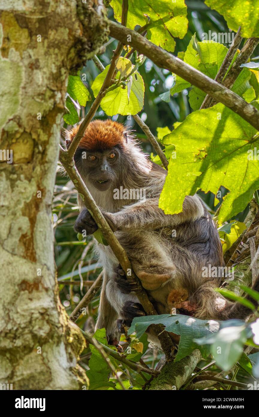 Mono colobús rojo ugandés salvaje en la rama, Kibale National Forest, Uganda. Foto de stock