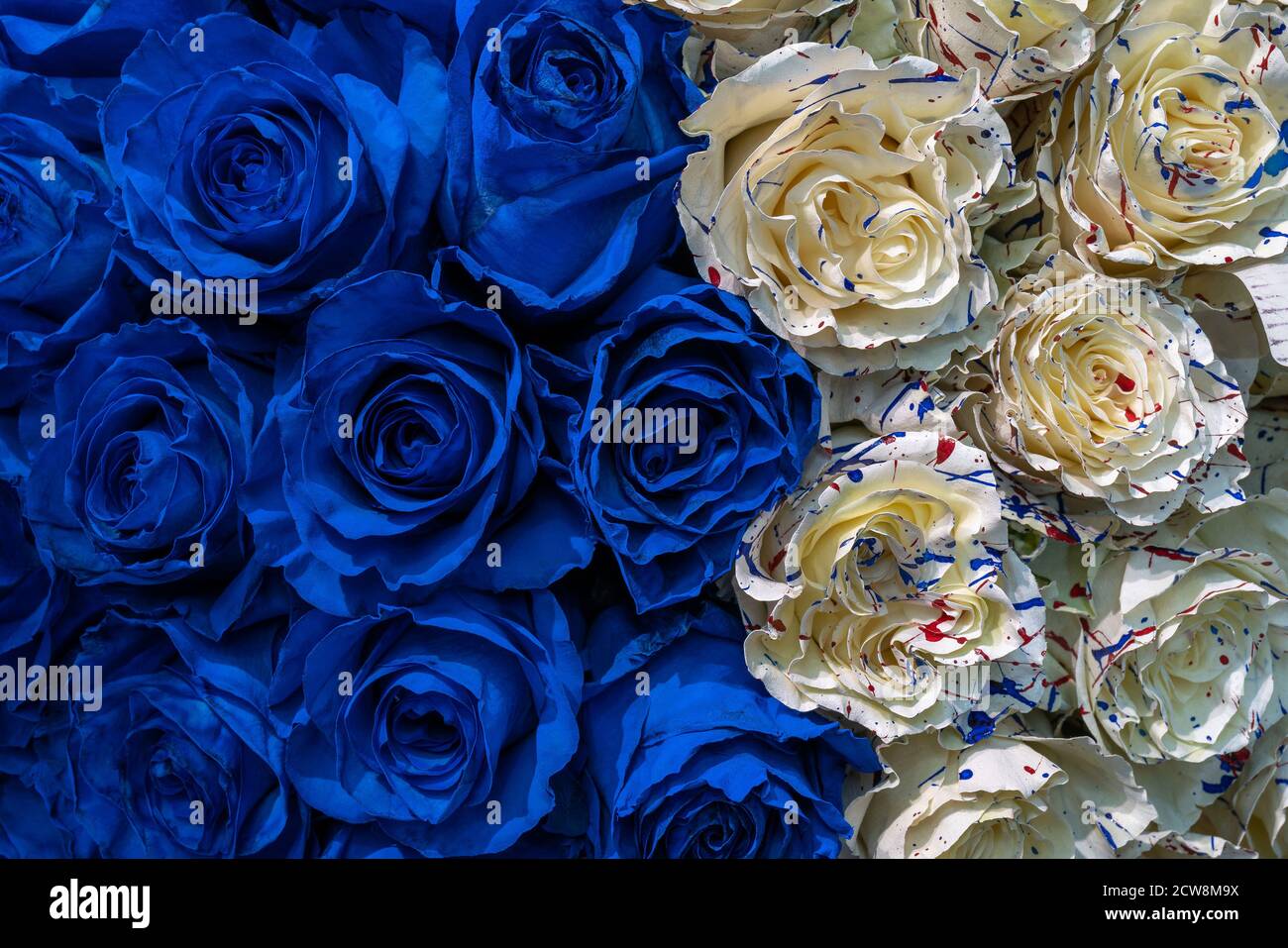 Hermosas rosas azules y blancas. Fondo de flores naturales. Textura de  pétalos delicados Fotografía de stock - Alamy