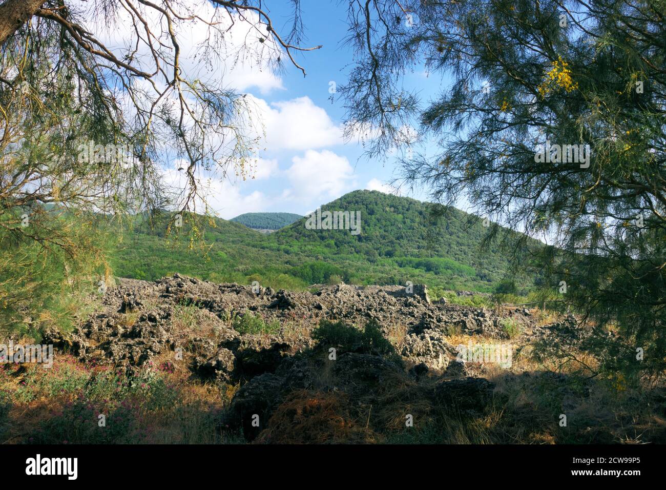 Paisaje volcánico en el Parque Etna enmarcado con ramas de árboles de escoba, lava antigua y viejos robles cono de cidra cubiertos de Sicilia monumento natural Foto de stock