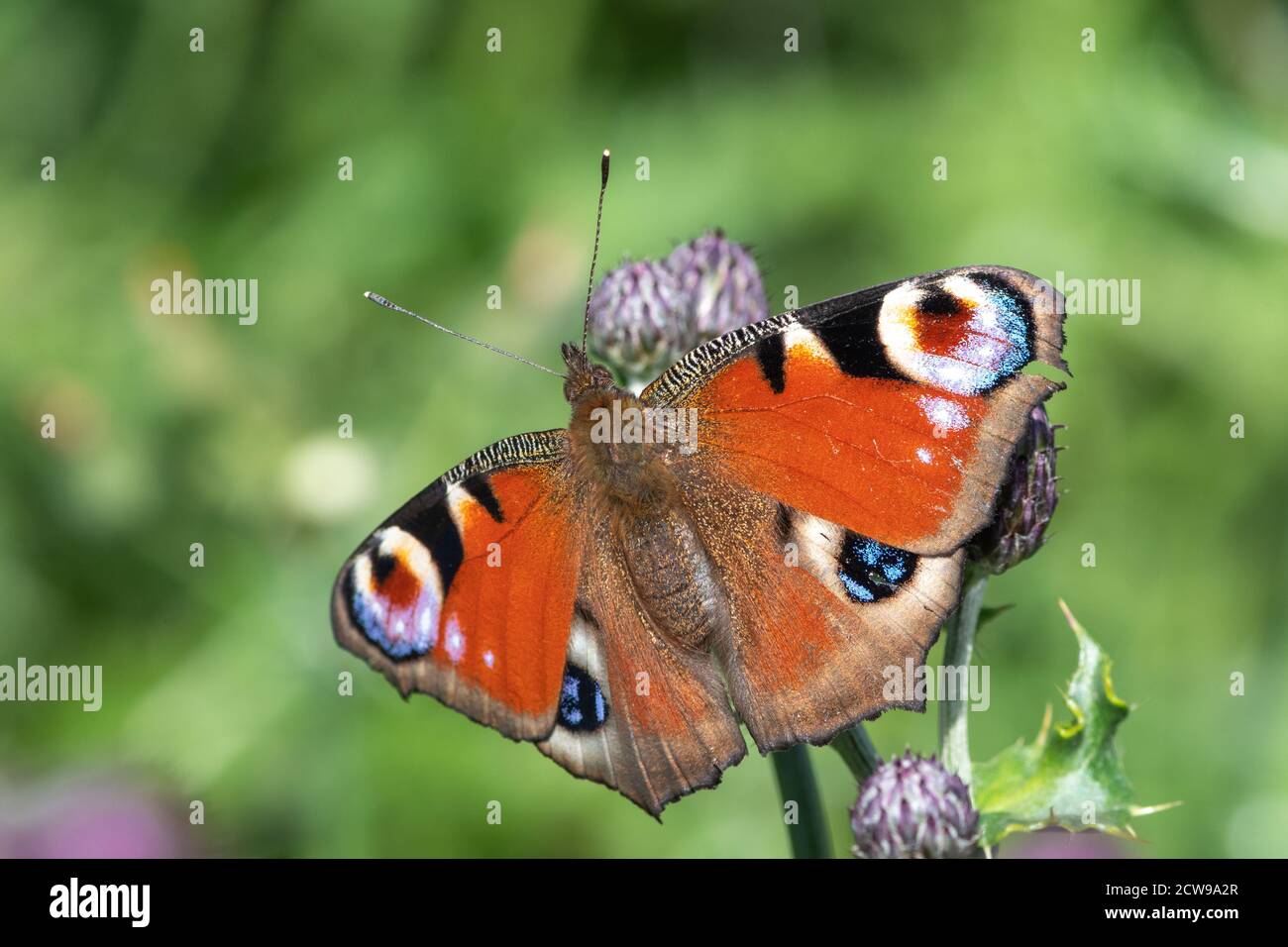 Primer plano de una mariposa de pavo real (aglais io) en una flor Foto de stock