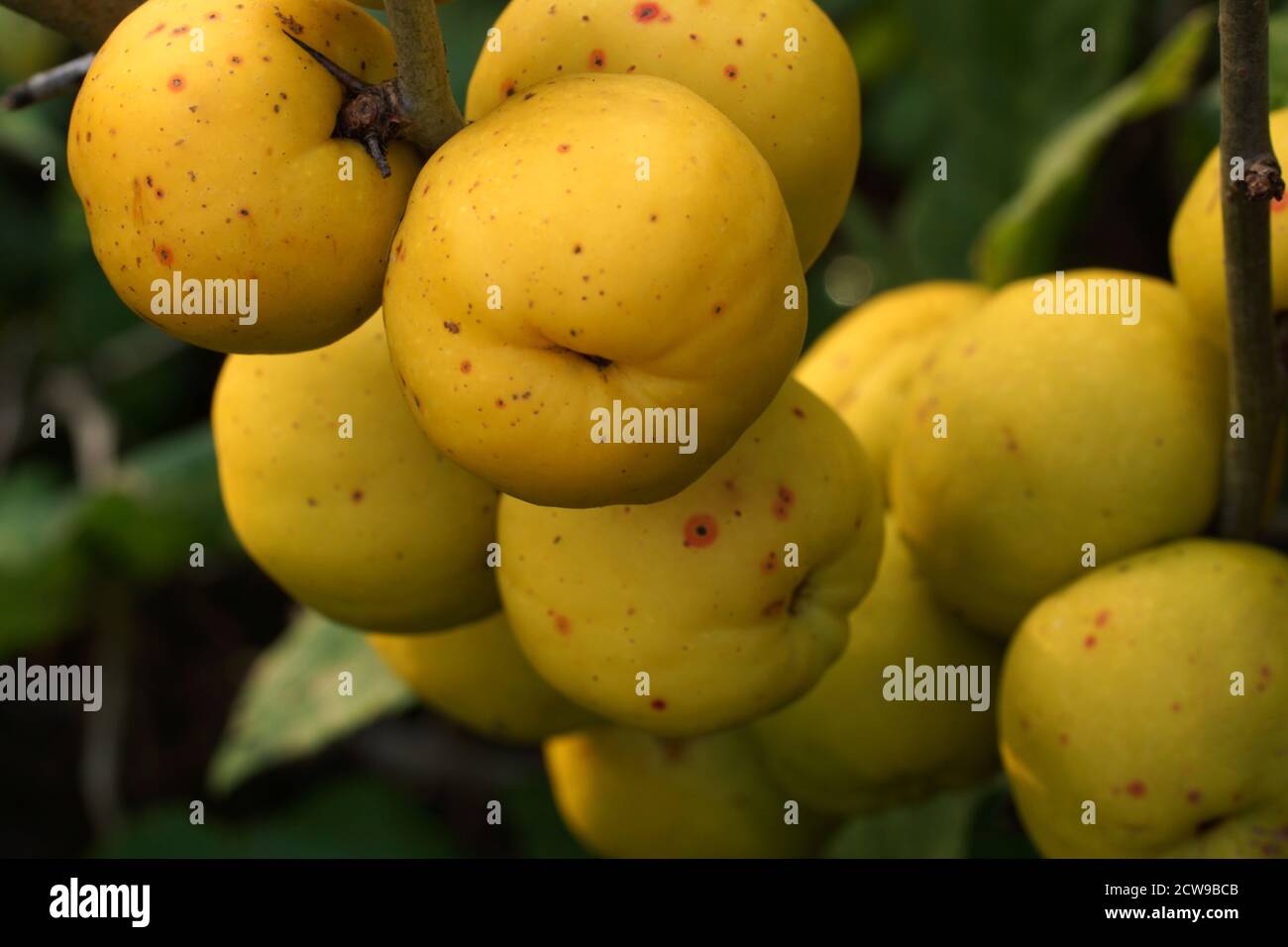 Frutos de membrillo japoneses en las ramas de cerca. Chaenomeles japonica, conocida como quince japonés o membrillo de Maule Foto de stock