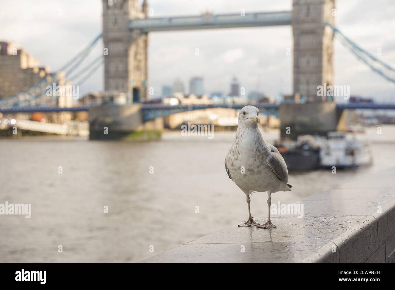Tiro cerrado de gaviota en Tower Bridge London, en un día nublado. Foto de stock