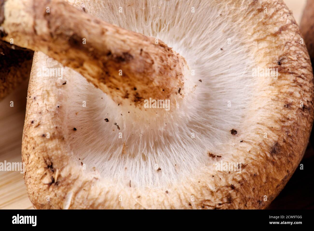 Un primer plano de deliciosos champiñones marrones comestibles Foto de stock