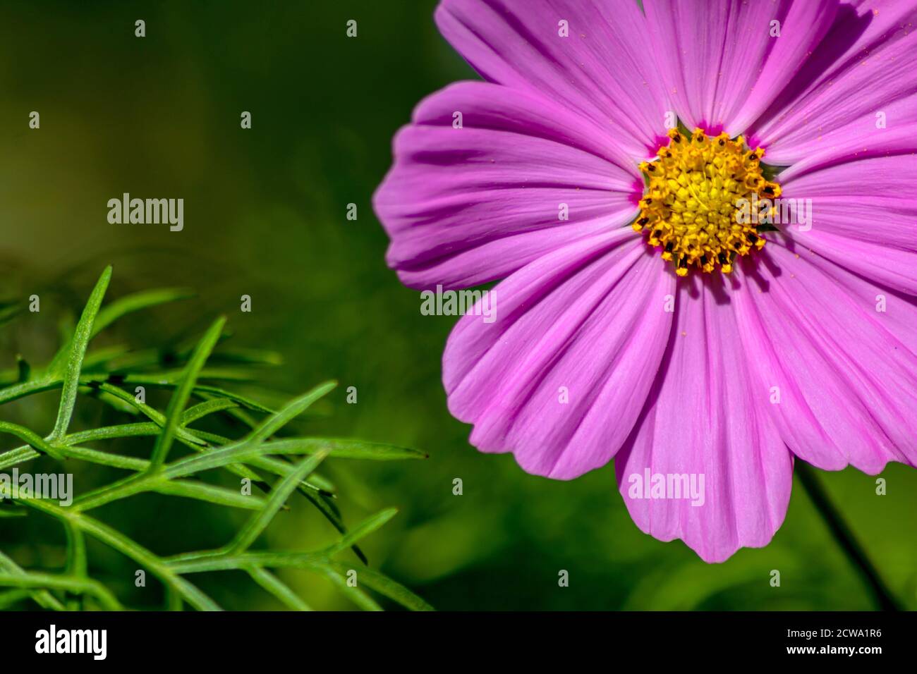 Retrato de hermosas flores de color rosa-púrpura con intensos pistilos amarillos brillantes muestra la belleza de la primavera y las flores filigrana en golpe completo Foto de stock