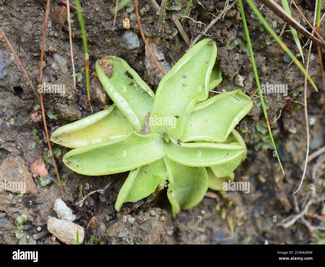 La planta insectívora común Butterwort Pinguicula vulgaris roseta