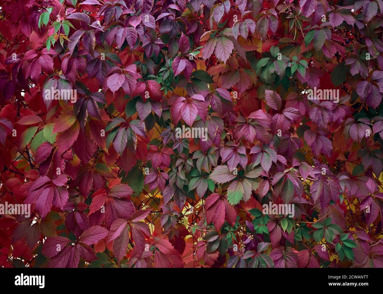 Ivy con hojas coloridas en otoño, shalow profundidad de agudeza Foto de stock